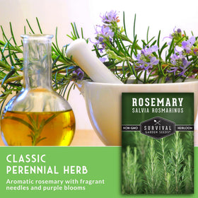 Survival Garden Seeds rosemary plant in sunlight promoting strong growth.