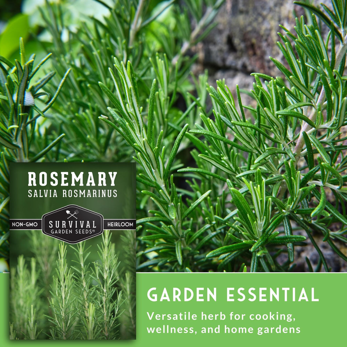 Survival Garden Seeds rosemary window sill plant basking in sun.