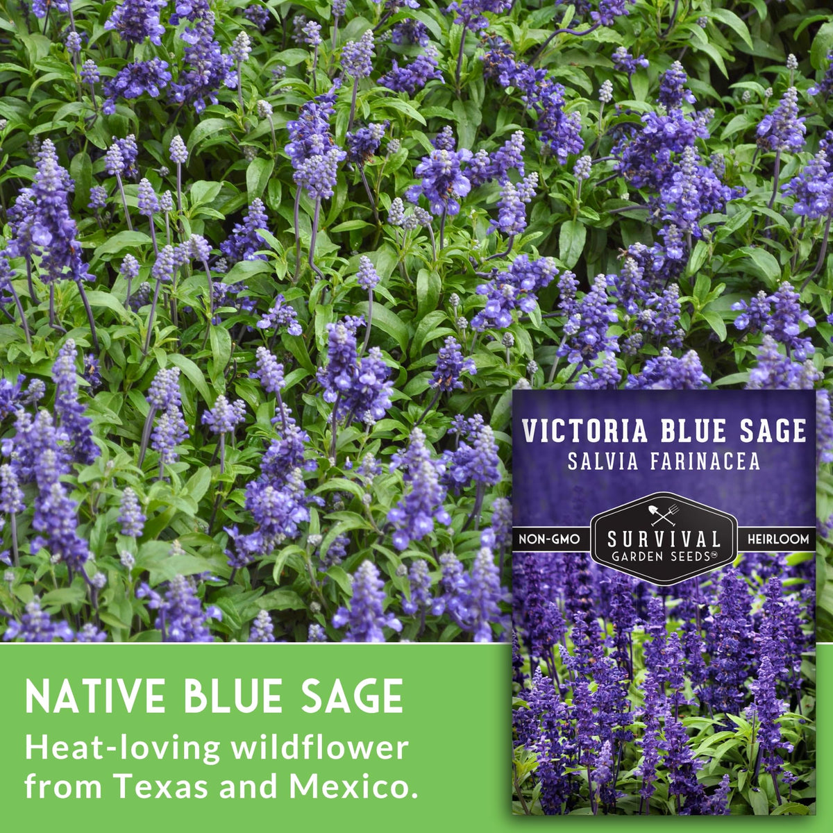 Survival Garden Seeds Salvia Farinacea leaves are shiny and elongated