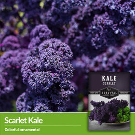 Survival Garden Seeds scarlet kale baby leaves for quick harvest in containers