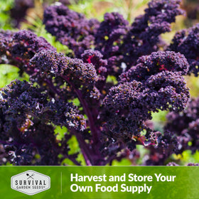 Survival Garden Seeds scarlet kale container garden visuals for small-space growing