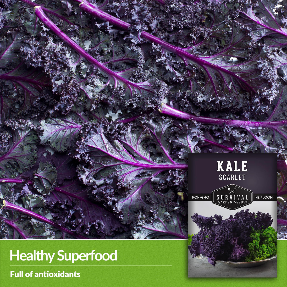 Survival Garden Seeds scarlet kale full greens ready for steady harvests