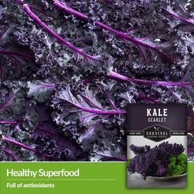 Survival Garden Seeds scarlet kale full greens ready for steady harvests