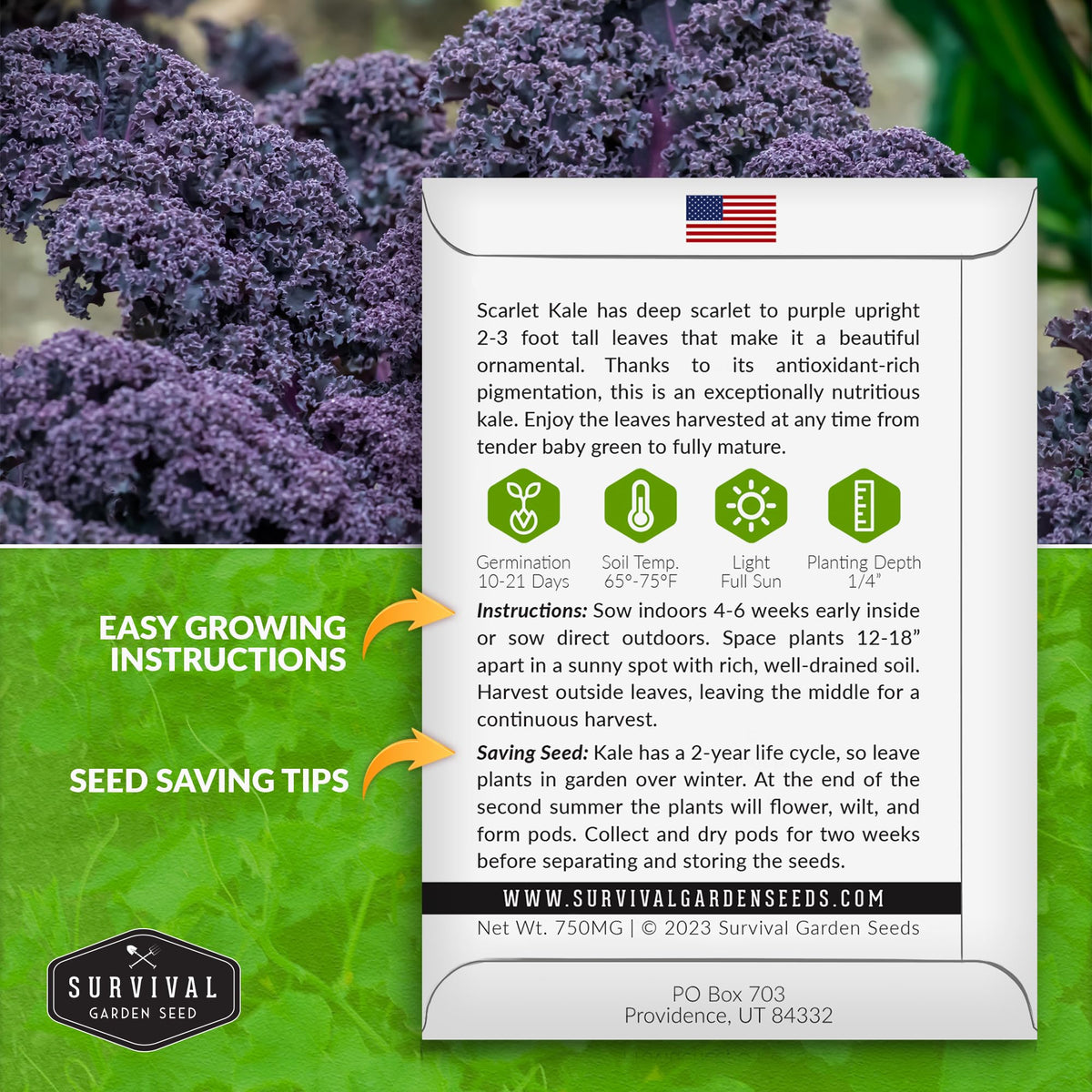 Survival Garden Seeds scarlet kale plants primed for cool-season harvests and flavor