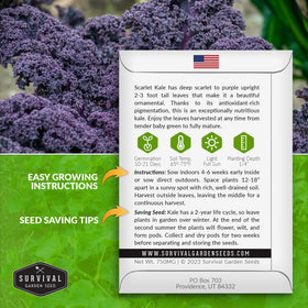 Survival Garden Seeds scarlet kale plants primed for cool-season harvests and flavor