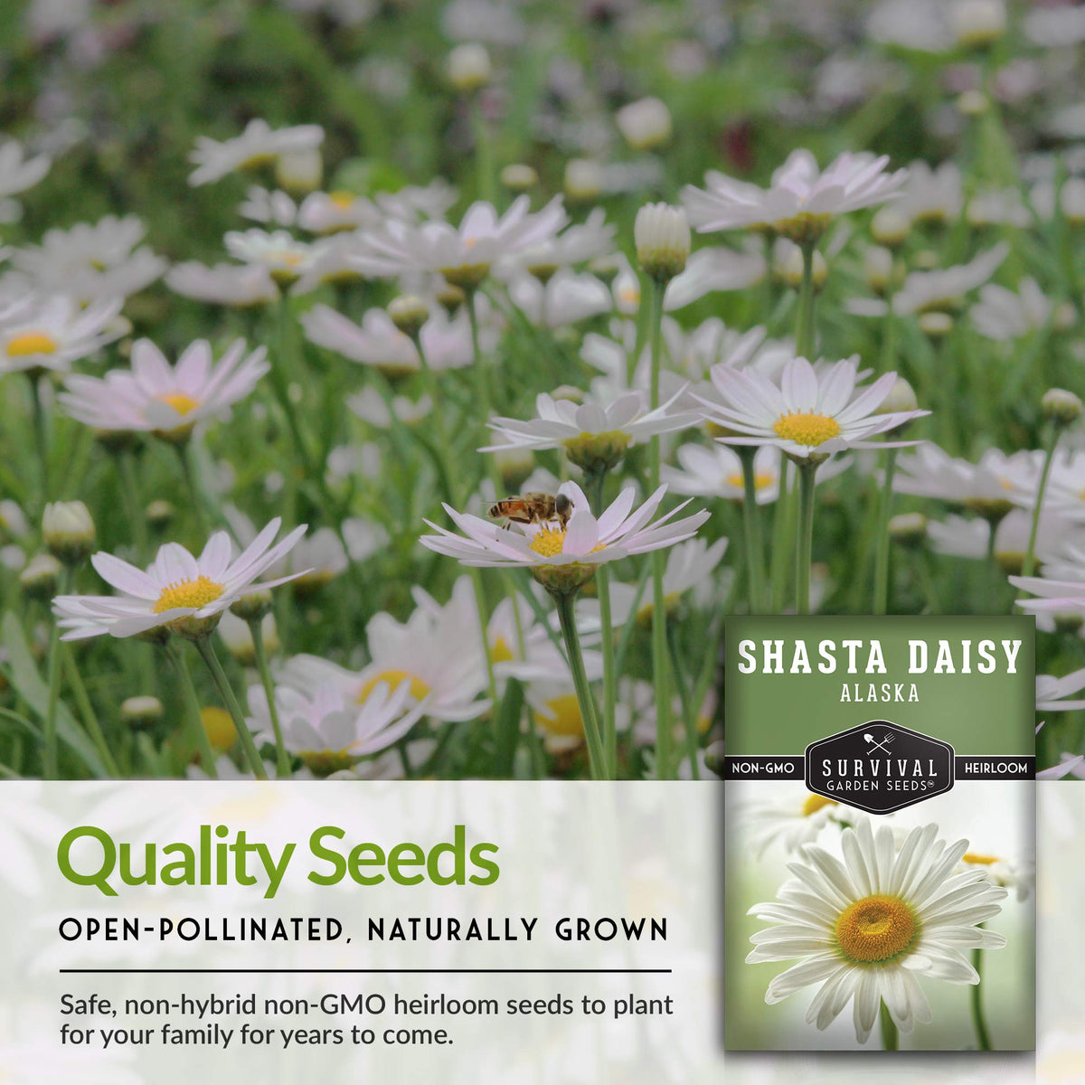 Survival Garden Seeds Shasta Daisy border-ready perennials for borders