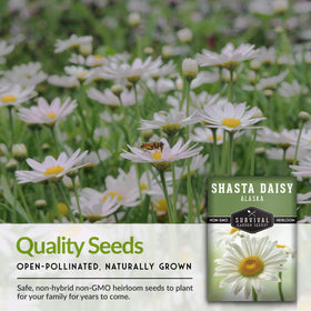 Survival Garden Seeds Shasta Daisy border-ready perennials for borders