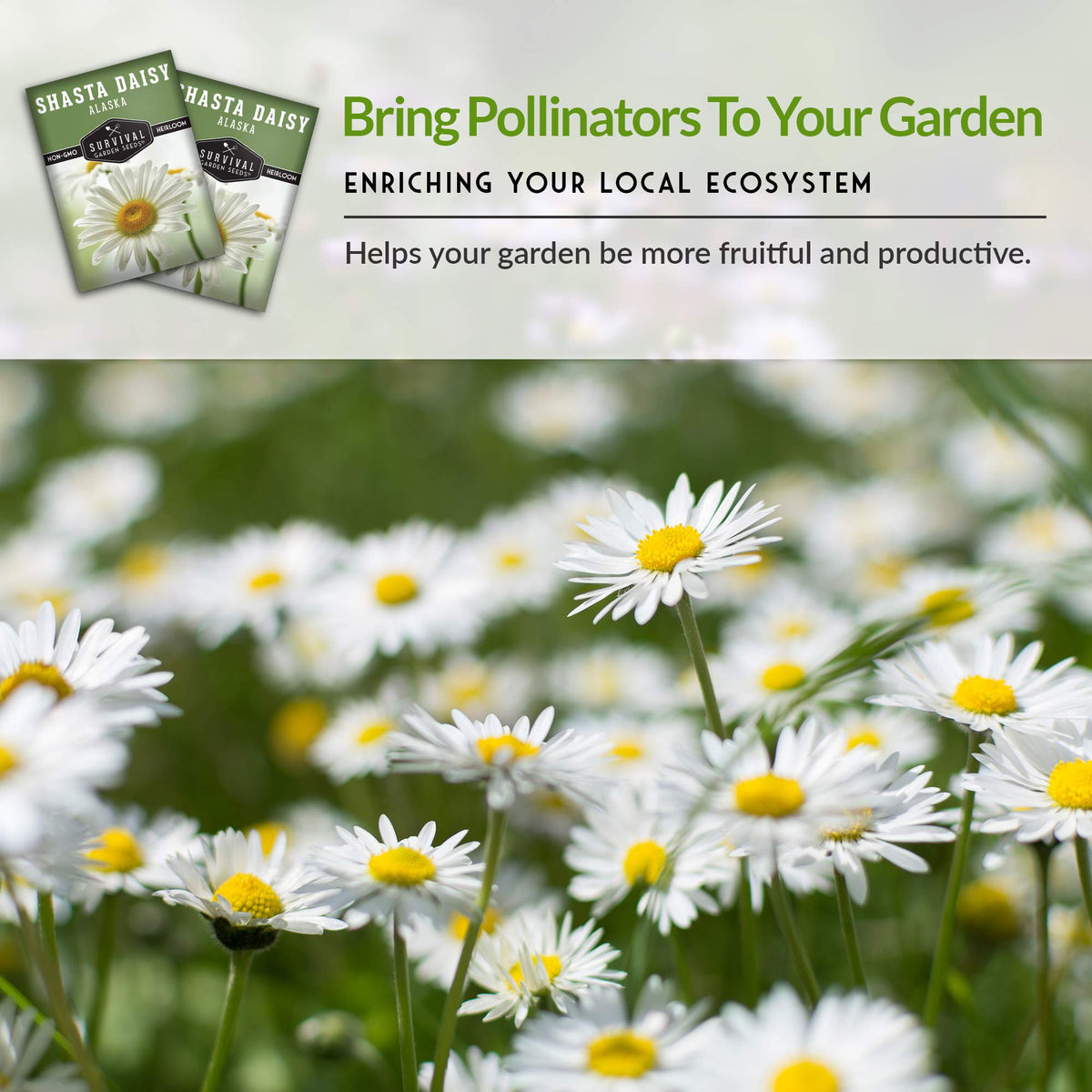 Survival Garden Seeds Shasta Daisy cut flowers ideal for bouquets