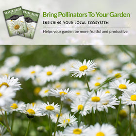 Survival Garden Seeds Shasta Daisy cut flowers ideal for bouquets