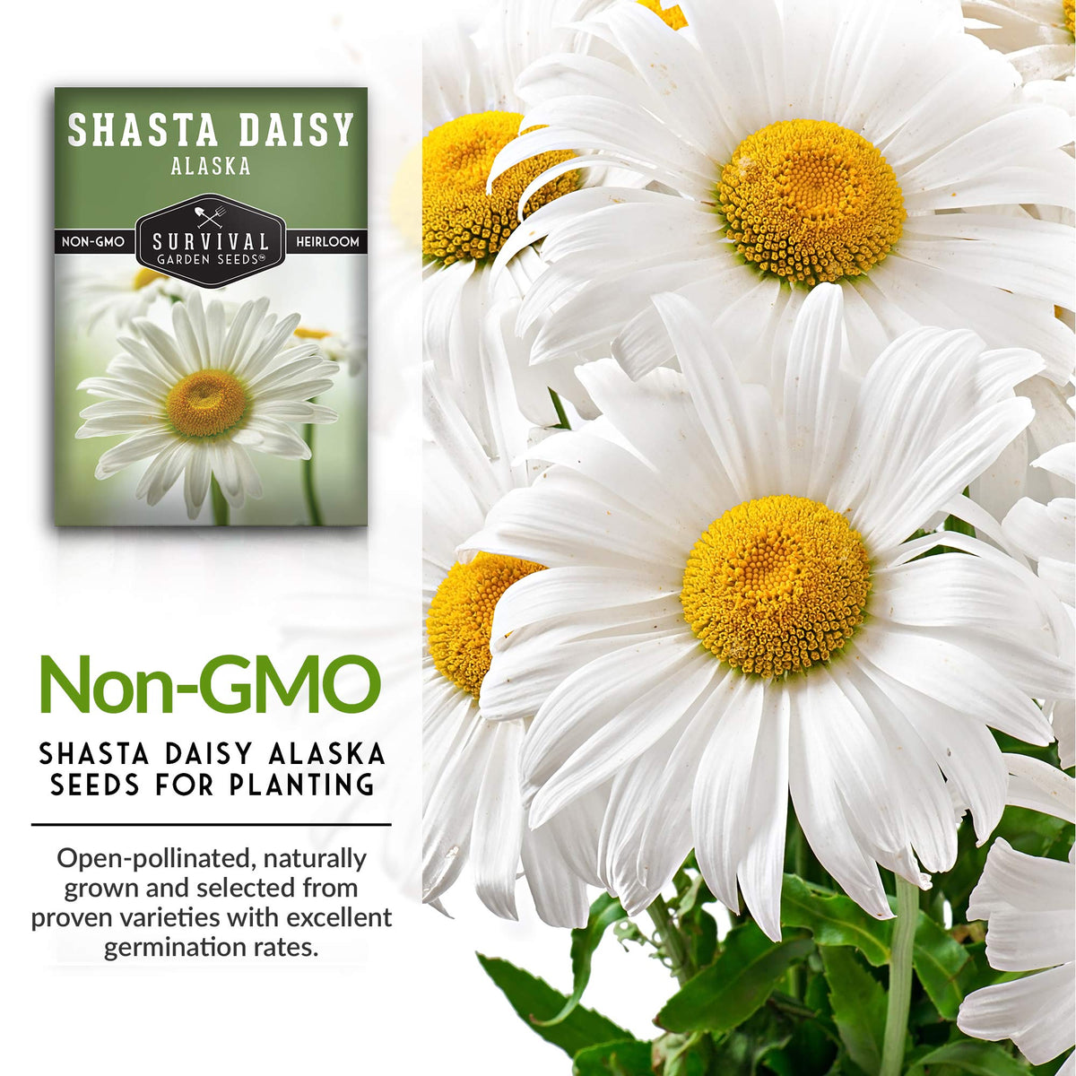 Survival Garden Seeds Shasta Daisy white petals framing sunny centers
