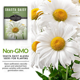 Survival Garden Seeds Shasta Daisy white petals framing sunny centers
