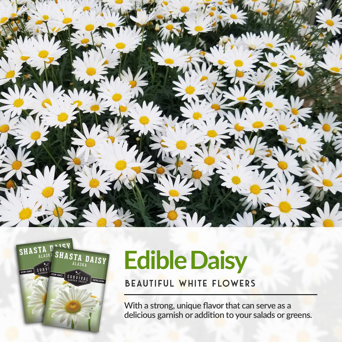 Survival Garden Seeds Shasta Daisy yellow centers add cheerful focal point