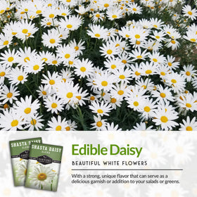 Survival Garden Seeds Shasta Daisy yellow centers add cheerful focal point