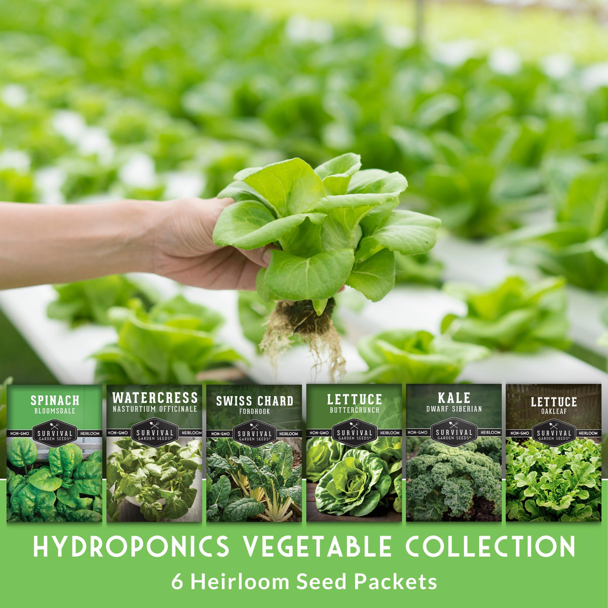 SURVIVAL GARDEN SEEDS Siberian kale seed pack, compact indoor greens for easy hydroponics