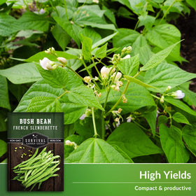 SURVIVAL GARDEN SEEDS Slenderette pods closeup, thin stringless pods ideal for sautéing.