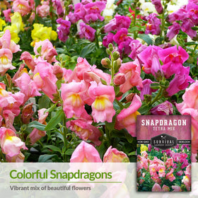 Close-up of Snapdragon Tetra Mix vibrant blooms from SURVIVAL GARDEN SEEDS