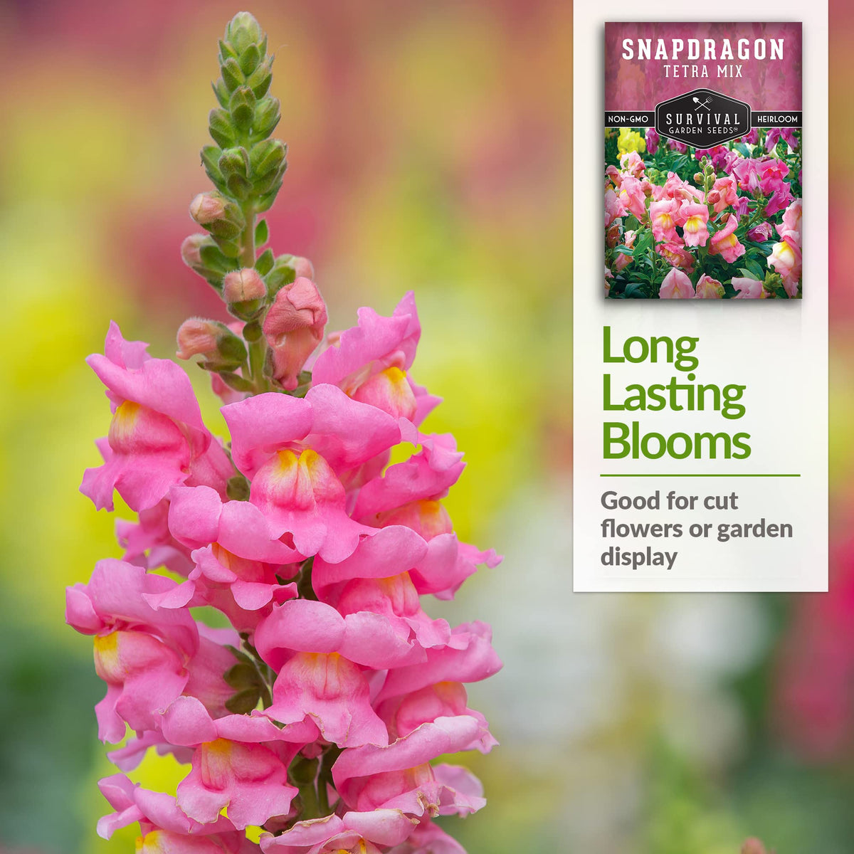 Pollinators visiting Snapdragon Tetra Mix blossoms in a garden