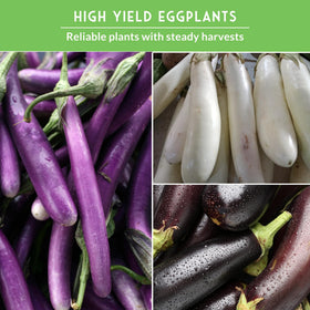 Survival Garden Seeds Snow White Eggplant fruit with firm flesh