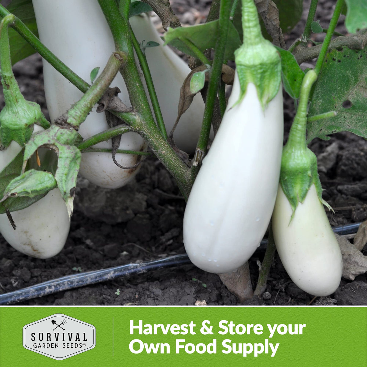Snow White eggplants on the plant with glossy white skin, SURVIVAL GARDEN SEEDS.