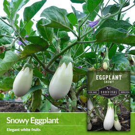 Snowy Eggplant seed packet with planting guide, SURVIVAL GARDEN SEEDS, for easy home germination.