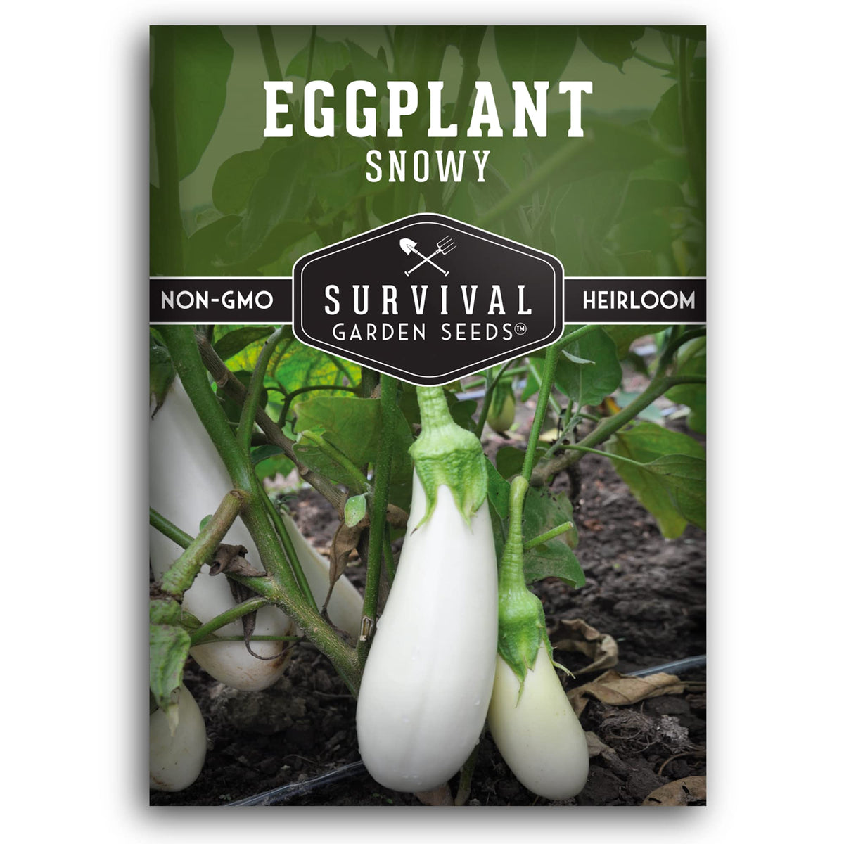 Snowy Eggplant seed packet in hand, SURVIVAL GARDEN SEEDS, ready for home garden planting.