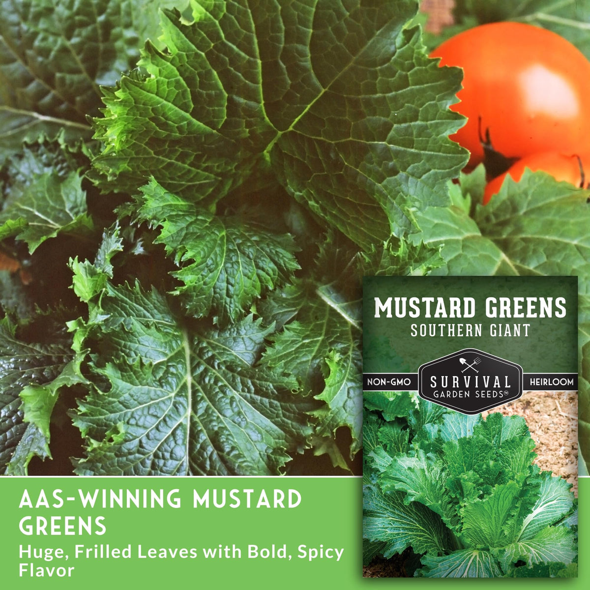 SURVIVAL GARDEN SEEDS Southern Giant mustard greens shown ready for harvest.