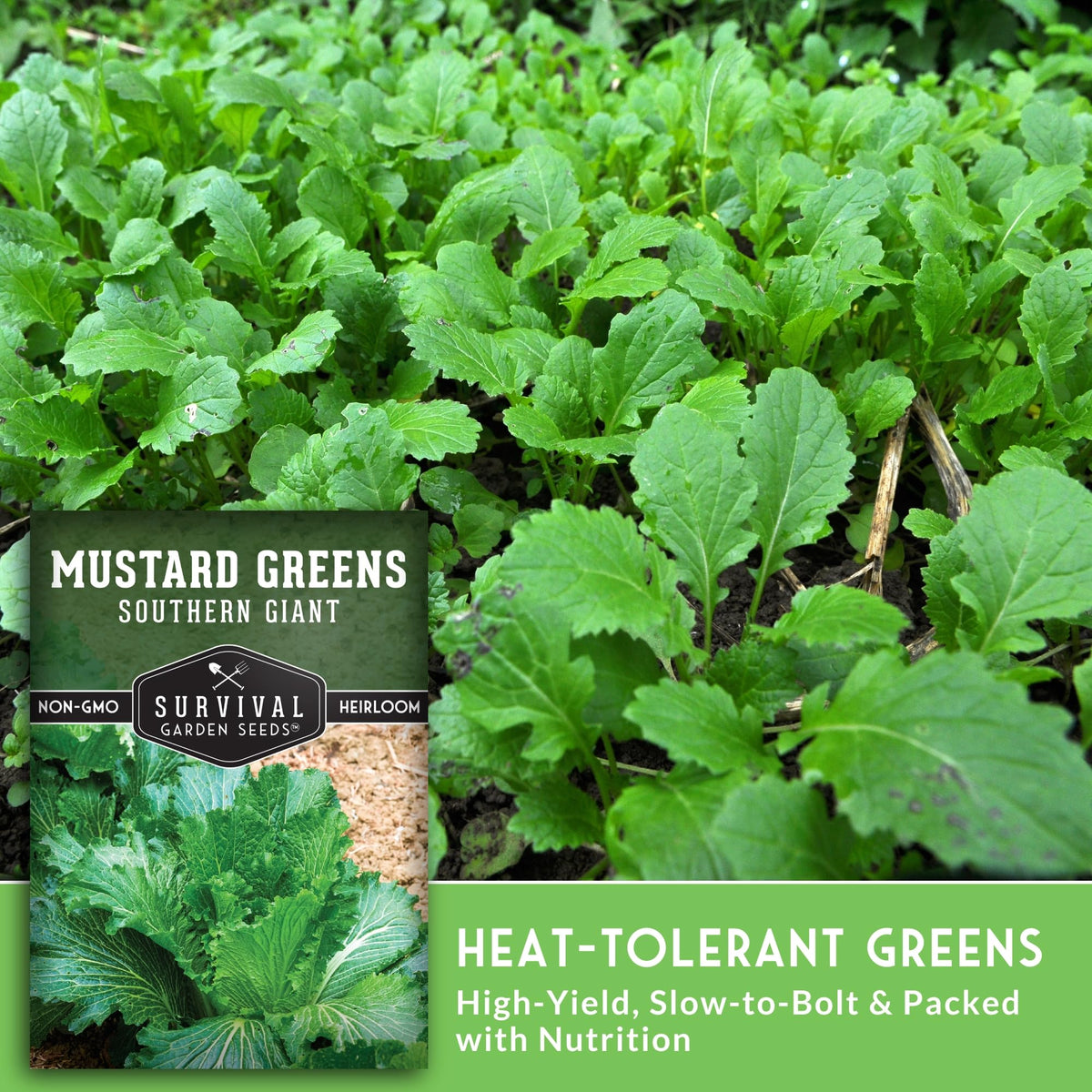 SURVIVAL GARDEN SEEDS Southern Giant mustard plants thriving in heat and delaying bolt.