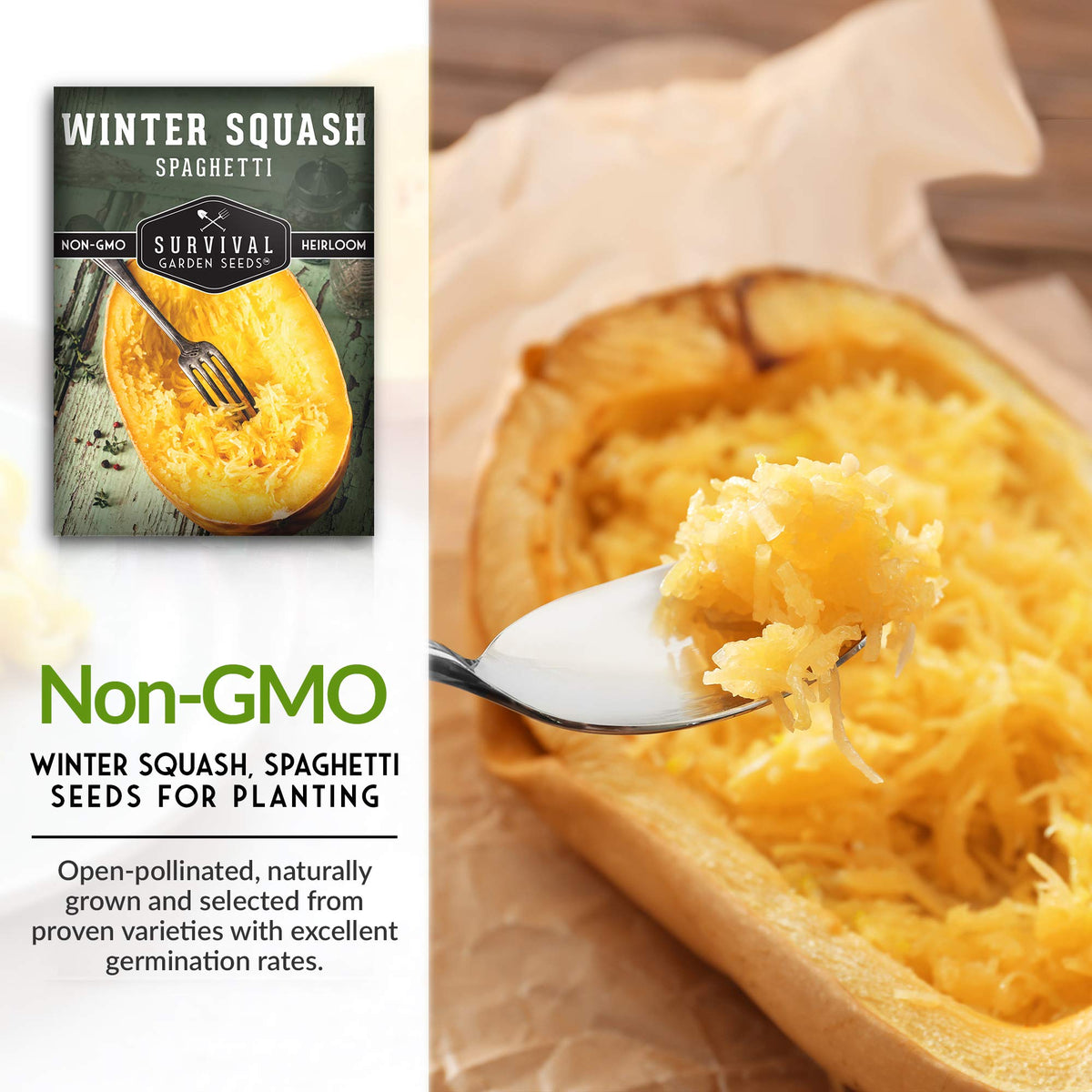 SURVIVAL GARDEN SEEDS spaghetti squash fruits ready for harvest with thick rind.
