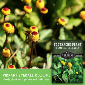 SURVIVAL GARDEN SEEDS Spilanthes-buzz-button-flower seeds feature electric-daisy blooms for decorative and edible uses.