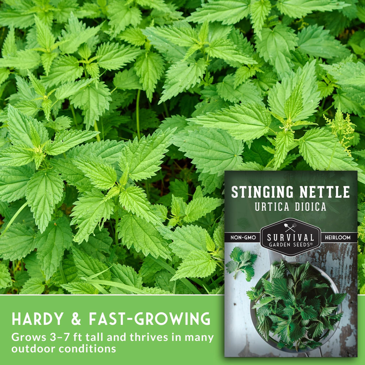 SURVIVAL GARDEN SEEDS stinging nettle seedlings in soil, easy to grow perennials
