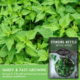 SURVIVAL GARDEN SEEDS stinging nettle seedlings in soil, easy to grow perennials
