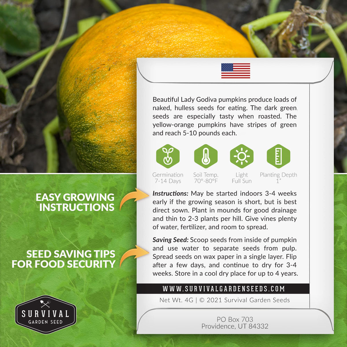 Survival Garden Seeds Styrian pumpkin shows green-striped hulless fruit for harvest