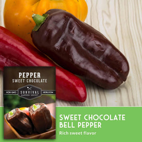 survival garden seeds sweet chocolate pepper plant grows up to 30 inches tall for garden beds