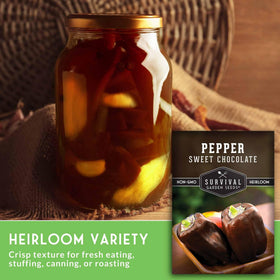 survival garden seeds sweet chocolate pepper plant thriving in container garden for small spaces