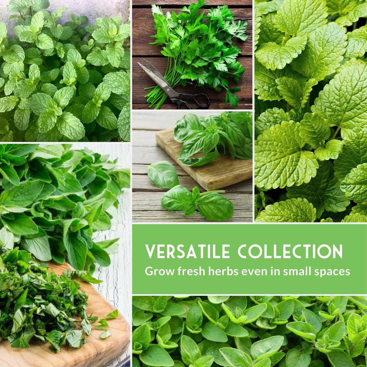 SURVIVAL GARDEN SEEDS thyme branches for compact indoor herb collection