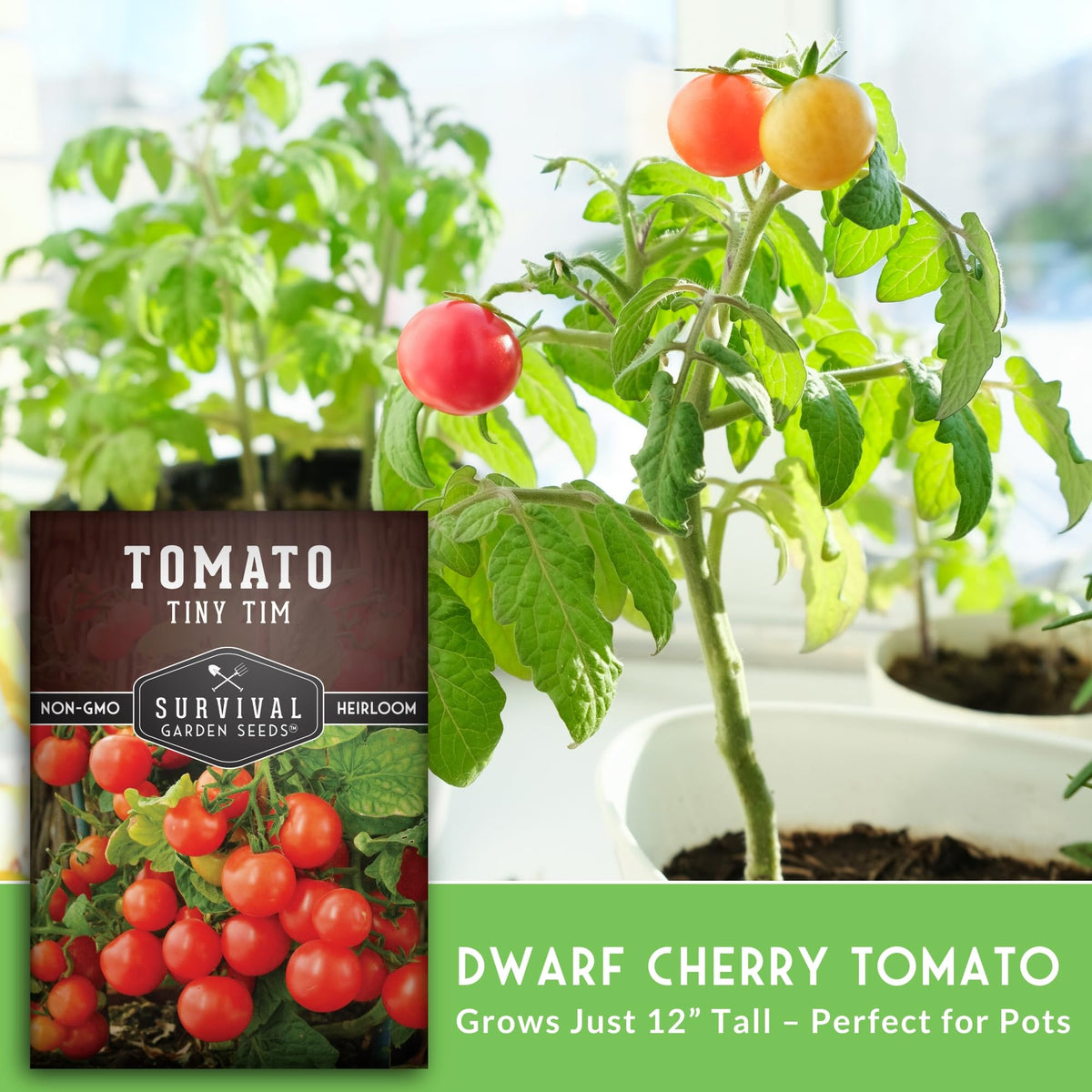 SURVIVAL GARDEN SEEDS Tiny Tim fruit clusters close-up in a balcony garden.