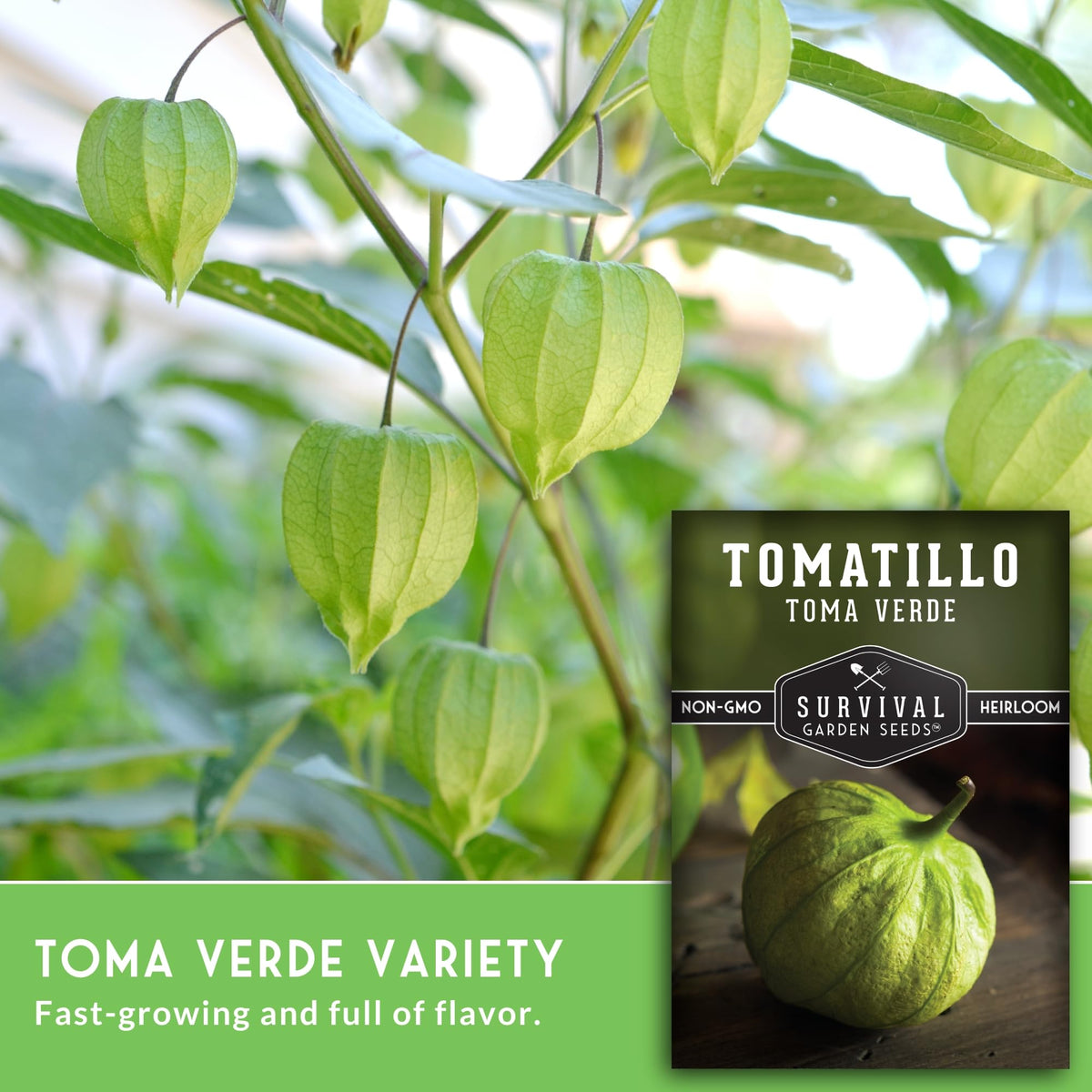 SURVIVAL GARDEN SEEDS Toma Verde green tomatillo fruit on vine.