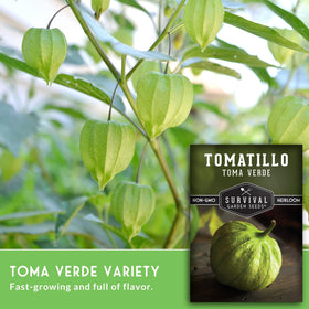 SURVIVAL GARDEN SEEDS Toma Verde green tomatillo fruit on vine.