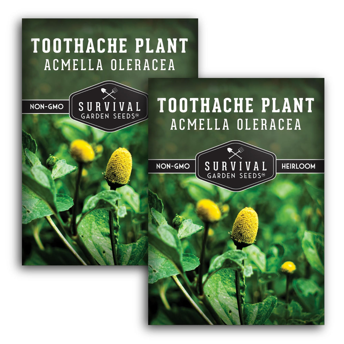 SURVIVAL GARDEN SEEDS Toothache Plant seeds with vibrant flowers for pollinator-friendly beds.