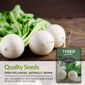 Survival Garden Seeds Snowball turnips with uniform size for easy harvest.