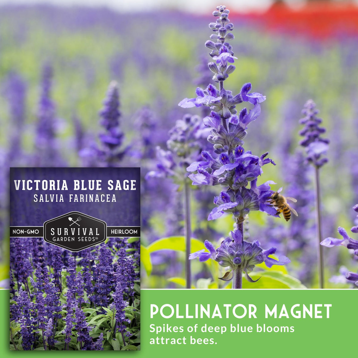 Survival Garden Seeds Victoria Blue Sage flower spikes with deep blue blooms