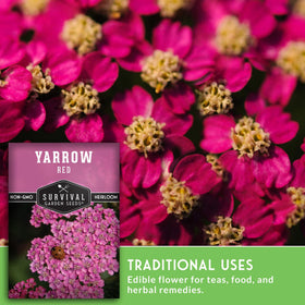 SURVIVAL GARDEN SEEDS yarrow-leaves lace-like foliage adds texture to beds.