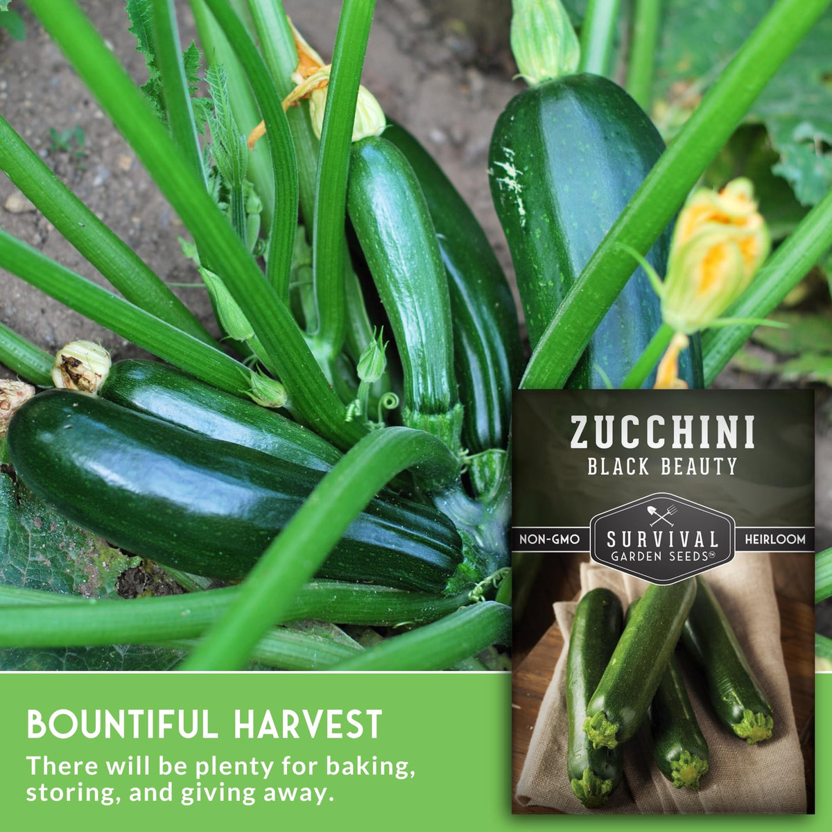 Young zucchini plants highlight compact bush habit ideal for small spaces.