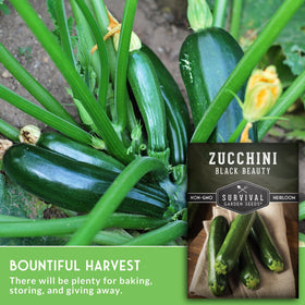 Young zucchini plants highlight compact bush habit ideal for small spaces.