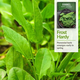 SURVIVAL GARDEN SEEDS sorrel harvest of outer leaves promotes continuous yields.