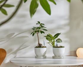 Sustee Aquameter award-winning Japanese design supports reliable home plant care.