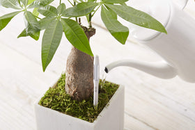 Leave-in Aquameter design stays in soil for continuous monitoring.