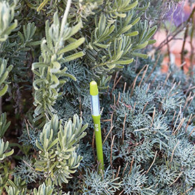 Sustee Aquameter leave-in design stays in soil for continuous monitoring.