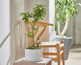 Sustee Aquameter refillable-stick supports long-term soil care for potted plants.