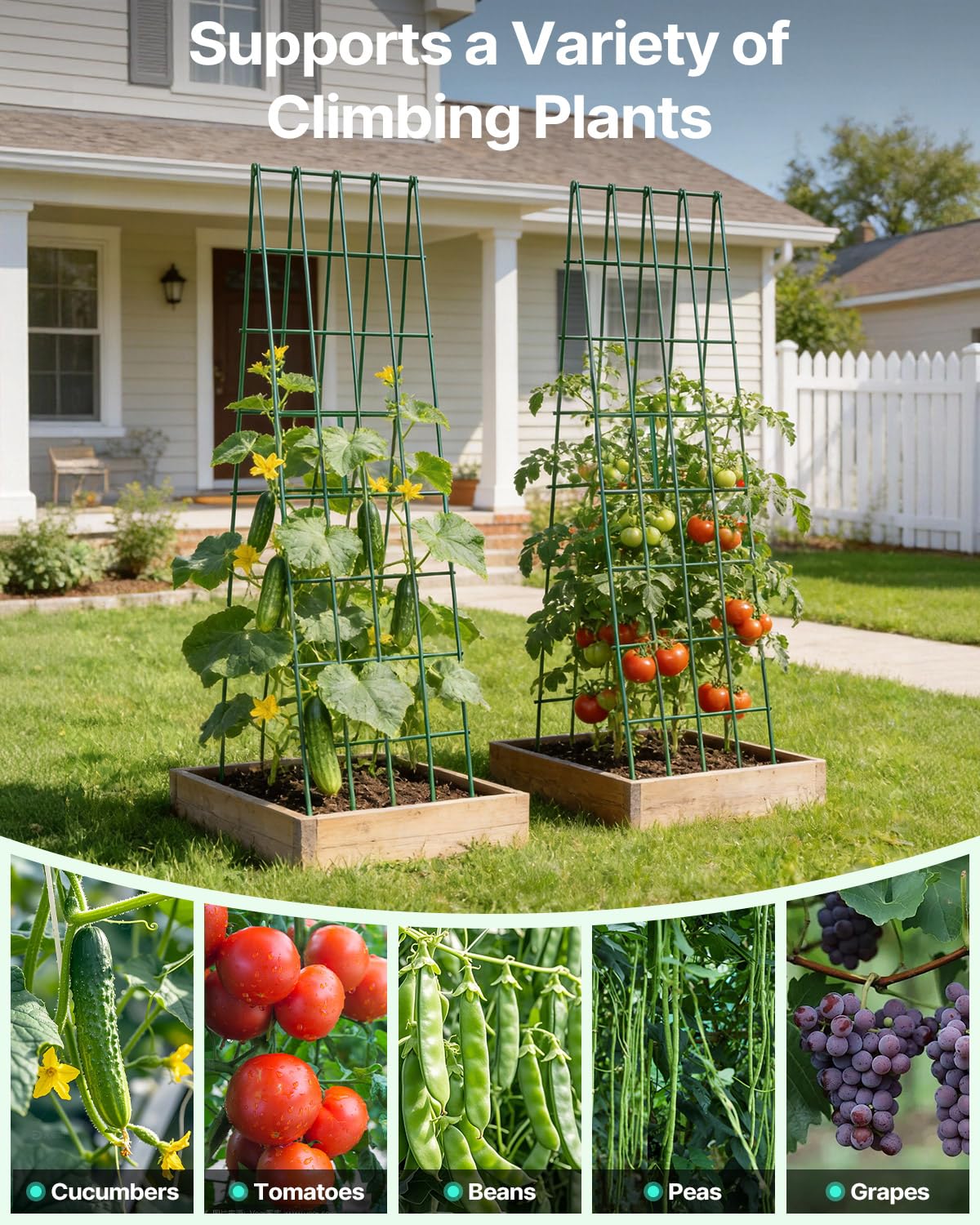 Suteck A-Frame supports beans and peas with sturdy, grow-friendly support